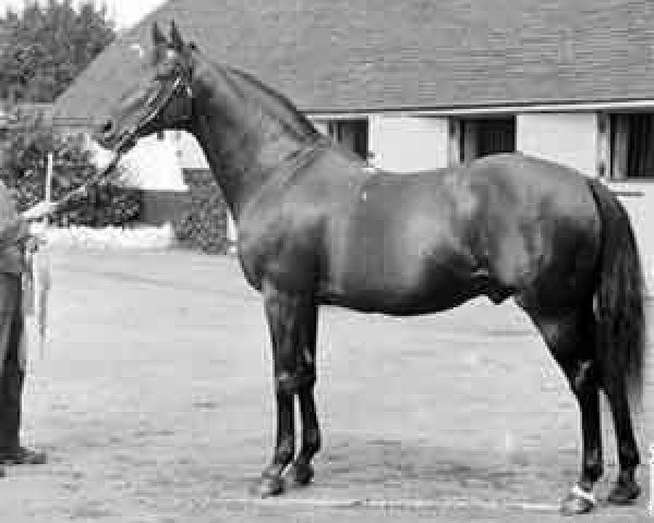 stallion Melton xx (Thoroughbred, 1882, from Master Kildare xx) stallion Melton xx (Thoroughbred, 1882, from Master Kildare xx)