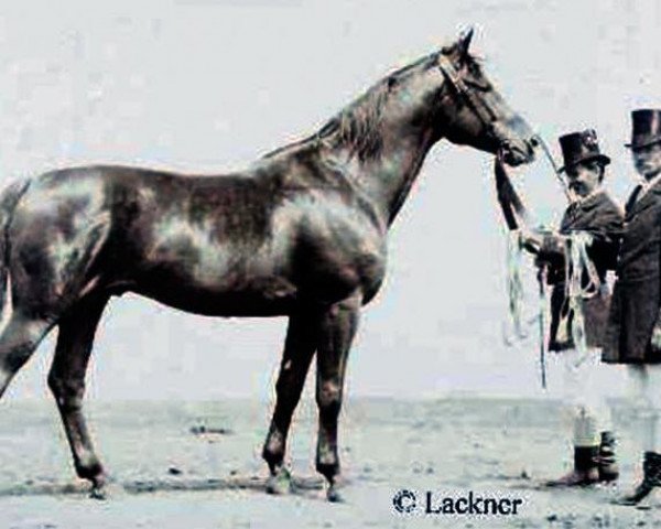 Avlshingst Optimus (Trakehner, 1880, fra Odoardo)
