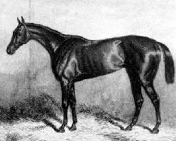 broodmare Formosa xx (Thoroughbred, 1865, from Buccaneer xx)