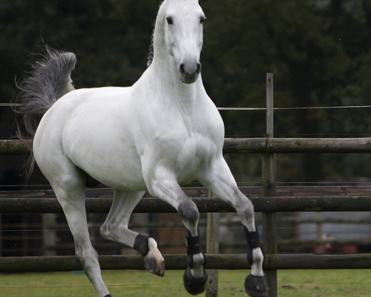Deckhengst Tjungske (KWPN (Niederländisches Warmblut), 2000, von Carthago)