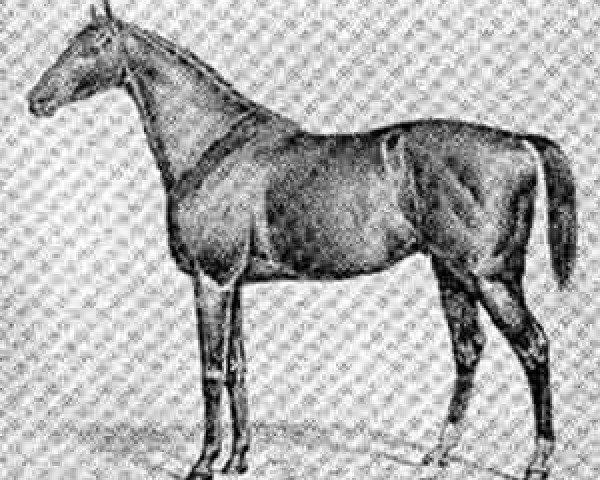 Deckhengst Elimar (Trakehner, 1860, von Thunderclap)