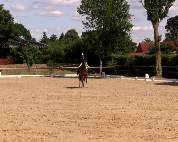 Reitturnier Niedernstöcken 2020