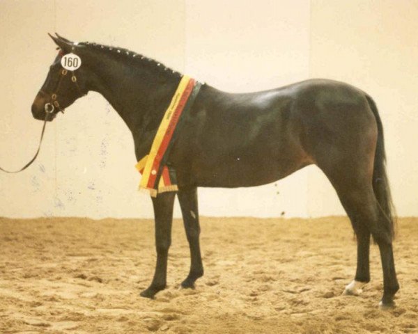 Zuchtstute Giana (Deutsches Reitpony, 1983, von Brillant)