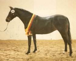 broodmare Giana (German Riding Pony, 1983, from Brillant)
