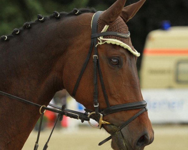 dressage horse Ivija (Latvian Warmblood, 2004, from Intervals) dressage horse Ivija (Latvian Warmblood, 2004, from Intervals)