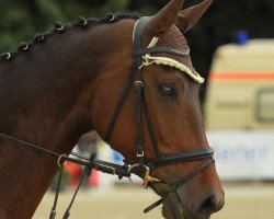 Dressurpferd Ivija (Lettisches Warmblut, 2004, von Intervals)