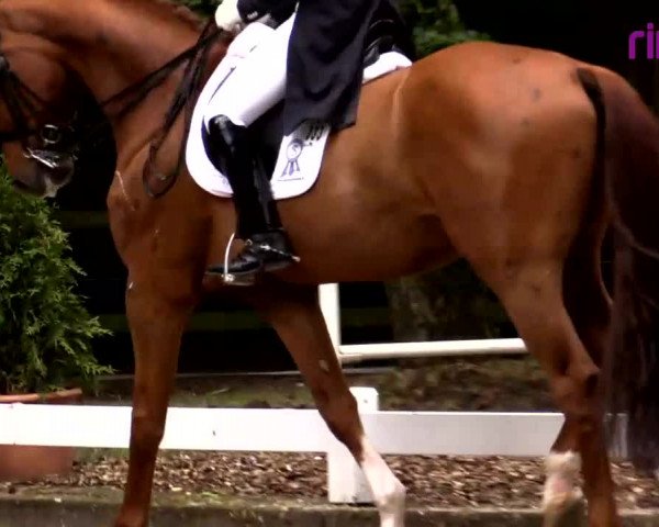 Reitturnier Heiden 2020