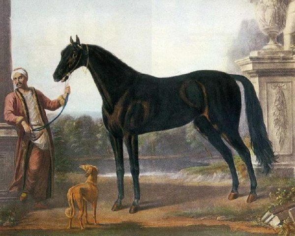 Deckhengst Byerley Turk xx (Achal Tekkiner, 1679, von Bustler xx) Deckhengst Byerley Turk xx (Achal Tekkiner, 1679, von Bustler xx)