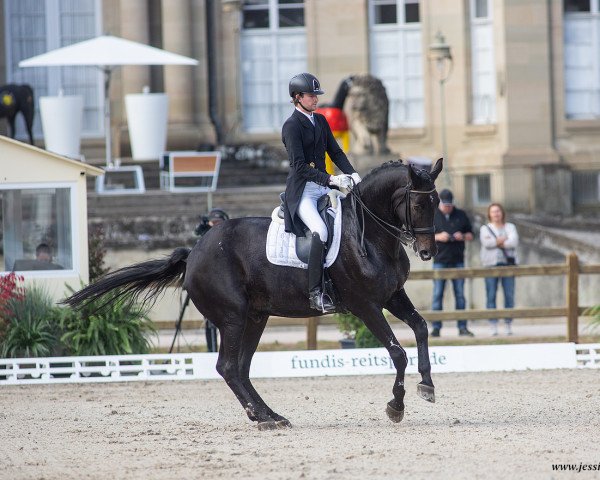 dressage horse Errol 4 (Hanoverian, 2005, from Earl)