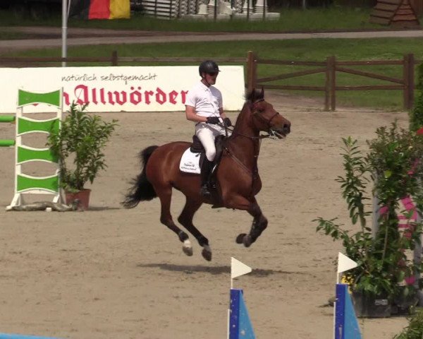 Reitturnier CSI** Westergellersen 2020