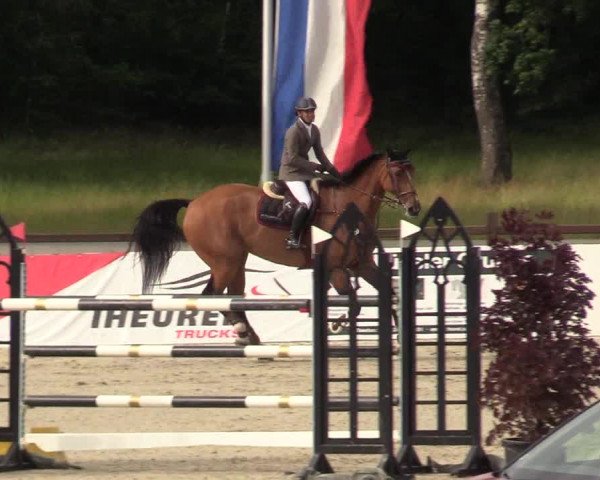 Reitturnier CSI** Westergellersen 2020