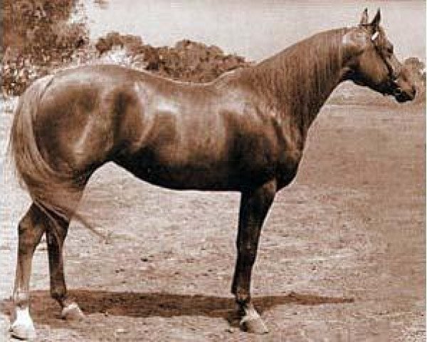broodmare Flaiga (Trakehner, 1982, from Vollkorn xx)