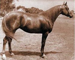 broodmare Flaiga (Trakehner, 1982, from Vollkorn xx)