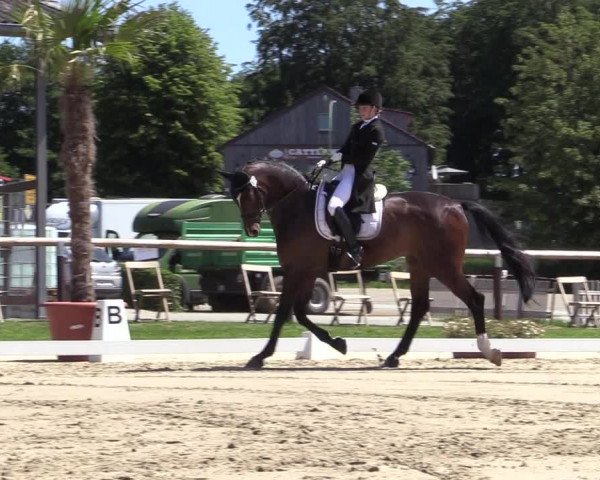 Reitturnier Halver 2020