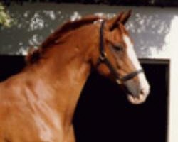 broodmare Illuna (Oldenburg, 1977, from Inschallah AA)