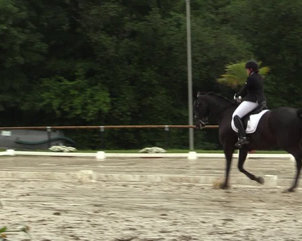 Reitturnier Halver 2020