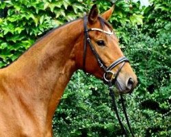 dressage horse Polarlicht (Trakehner, 2009, from Irdenkreis)