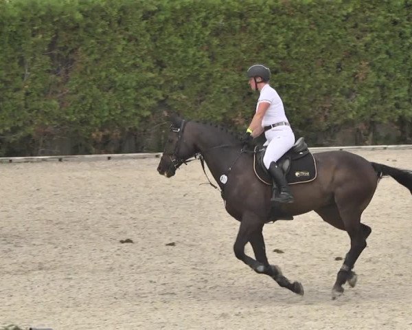 Reitturnier Worms-Pfeddersheim / Reitsportanlage Wittemer 2020