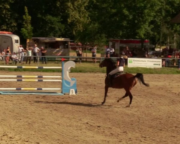 Reitturnier Lgl.-Oberhain, B95 2020
