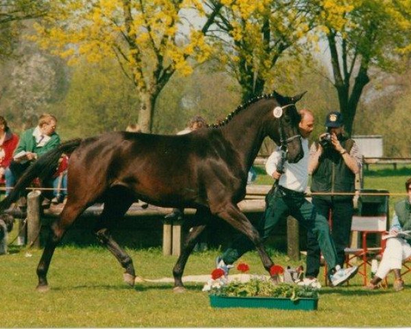 Zuchtstute Indica II (Trakehner, 1992, von Marduc)