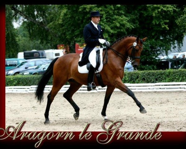 dressage horse Aragorn le Grande (Trakehner, 2005, from Tannenhof’s Solero TSF)