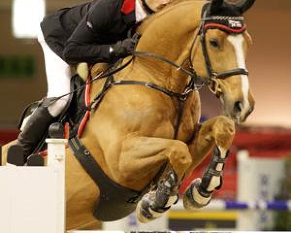 horse Altenbach (Trakehner, 1999, from Sanssouci)