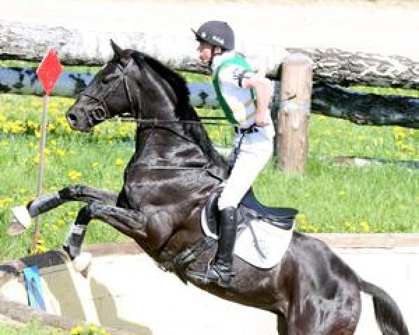 jumper TSF Karat B (Trakehner, 2000, from Sixtus) jumper TSF Karat B (Trakehner, 2000, from Sixtus)