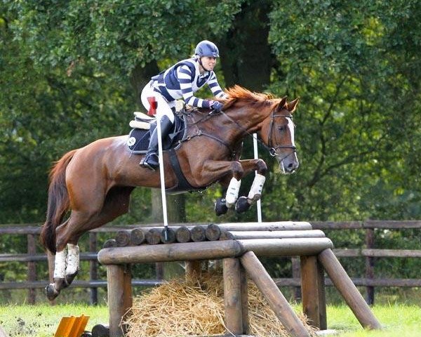 jumper Lady You TSF (Trakehner, 2004, from Houston)