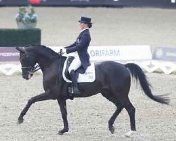 dressage horse Woltair TSF (Trakehner, 2003, from King Arthur TSF)