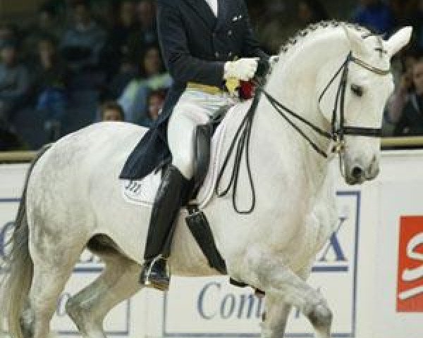 horse Shannon TSF (Trakehner, 1992, from Kostolany)