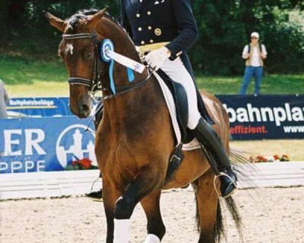 stallion Konradi (Trakehner, 1997, from Charly Chaplin) stallion Konradi (Trakehner, 1997, from Charly Chaplin)