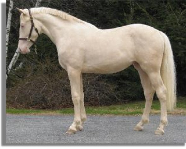 horse Limet Hurry (Czech Warmblood, 2002, from Hurikan)
