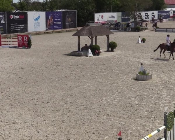 Gold +Cyclus Jonge Paarden in Lier (BEL) 2020