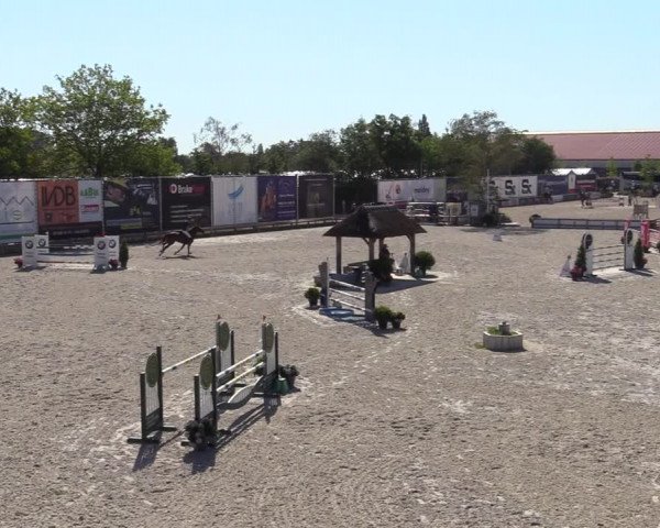 Gold +Cyclus Jonge Paarden in Lier (BEL) 2020