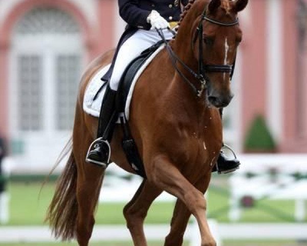 dressage horse Hinnerk TSF (Trakehner, 1999, from Buddenbrock)