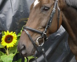 dressage horse Railway Rico xx (Thoroughbred, 2005, from Beneficial xx)