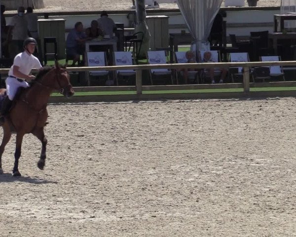 Gold +Cyclus Jonge Paarden in Lier (BEL) 2020