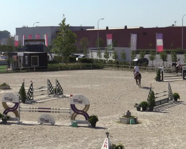 Gold +Cyclus Jonge Paarden in Lier (BEL) 2020