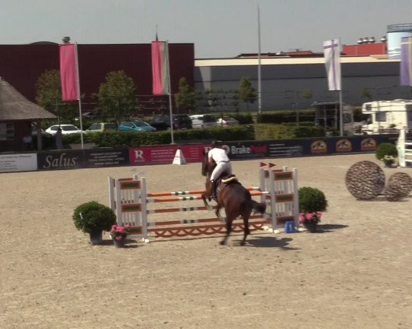 Gold +Cyclus Jonge Paarden in Lier (BEL) 2020