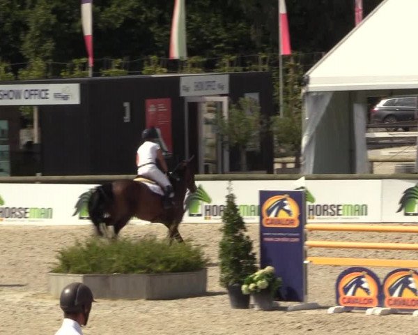 Gold +Cyclus Jonge Paarden in Lier (BEL) 2020