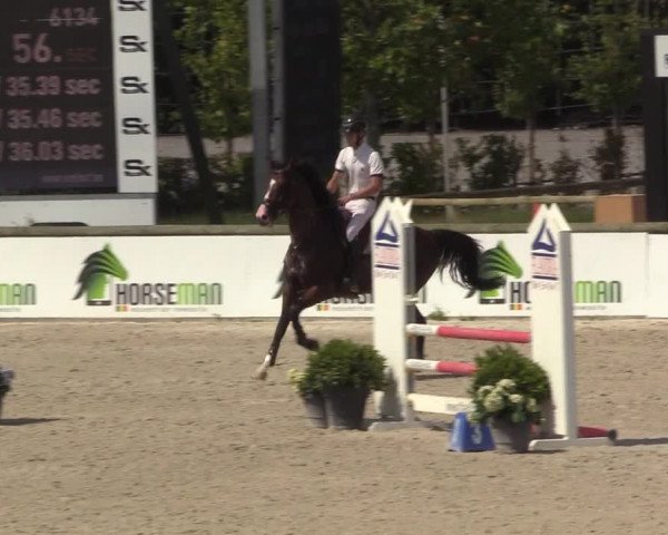 Gold +Cyclus Jonge Paarden in Lier (BEL) 2020