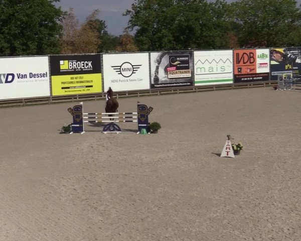 Gold +Cyclus Jonge Paarden in Lier (BEL) 2020