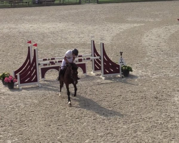 Gold +Cyclus Jonge Paarden in Lier (BEL) 2020