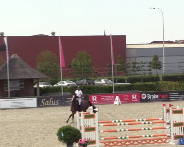 Gold +Cyclus Jonge Paarden in Lier (BEL) 2020