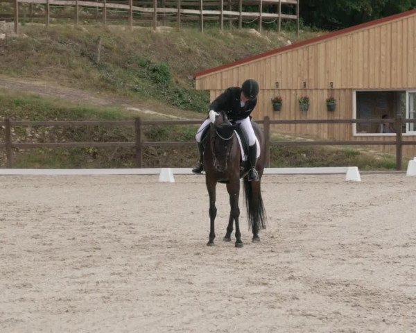 Reitturnier Bübinger Hof 2020