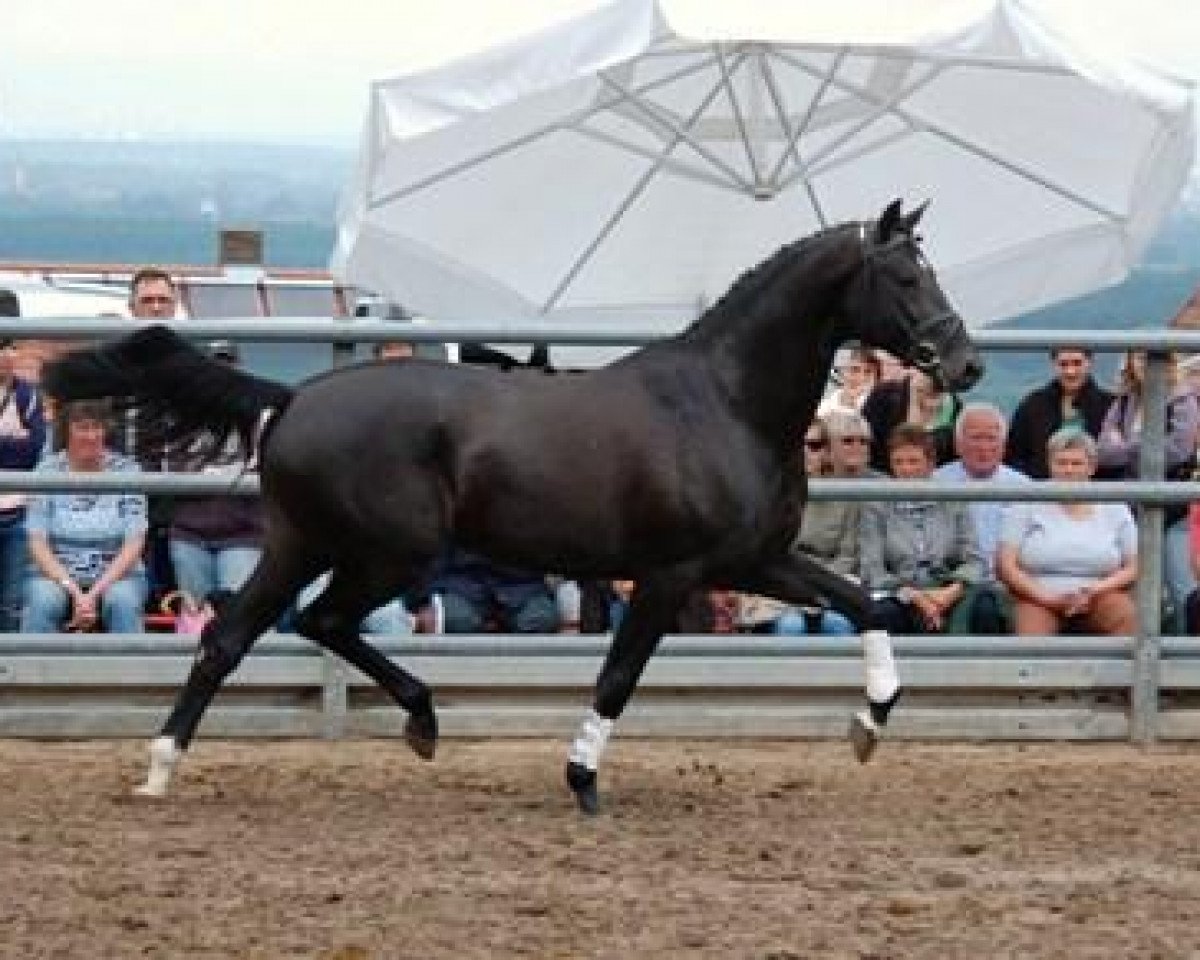 Deckhengst Tarison (Trakehner, 2008, von Hirtentanz 2)