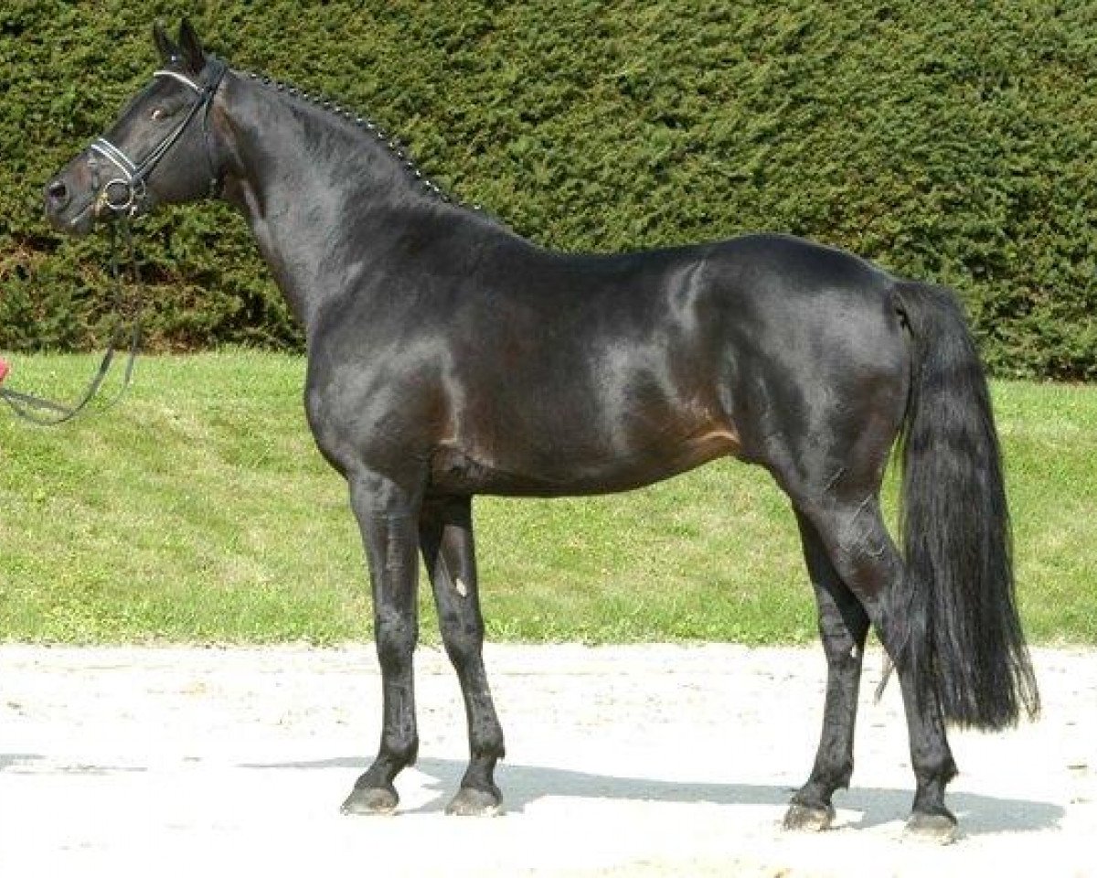 stallion Tambour (Trakehner, 1996, from Hohenstein I)