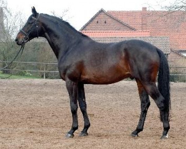 stallion Summertime (Trakehner, 1998, from Michelangelo) stallion Summertime (Trakehner, 1998, from Michelangelo)