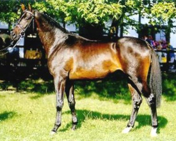 stallion Sarasani (Trakehner, 1999, from Partout)
