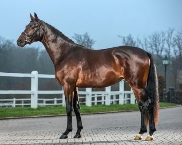 horse San Silviano (Trakehner, 2010, from Polarion) horse San Silviano (Trakehner, 2010, from Polarion)
